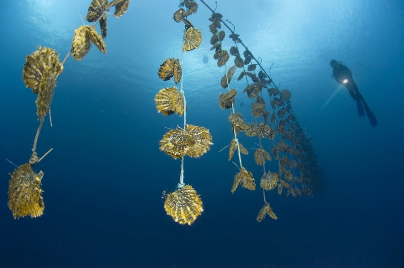 Cơ sở Nuôi cấy Ngọc Trai - Ảnh 2