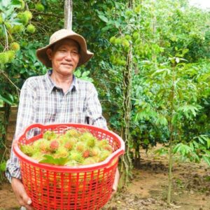 Tham quan vườn trái cây theo mùa