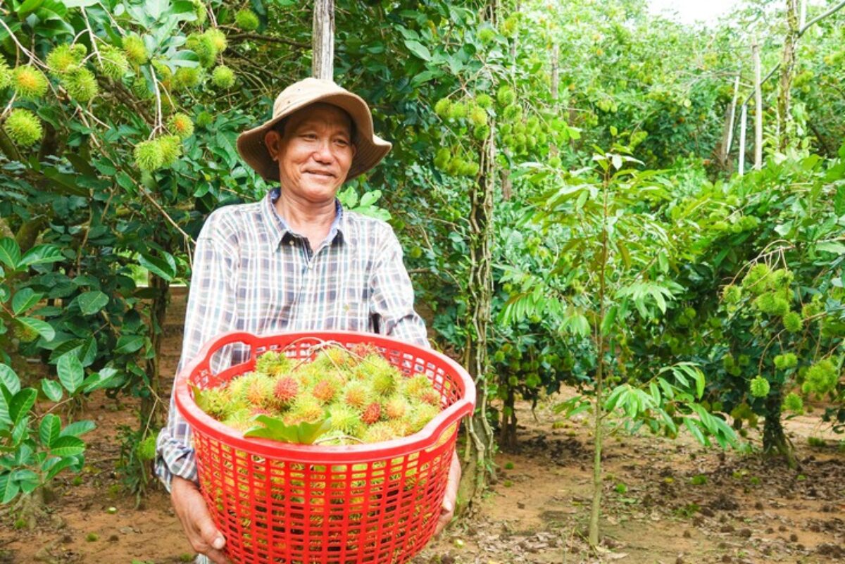 Tham quan vườn trái cây theo mùa