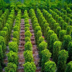 Vườn tiêu Bắc Đảo