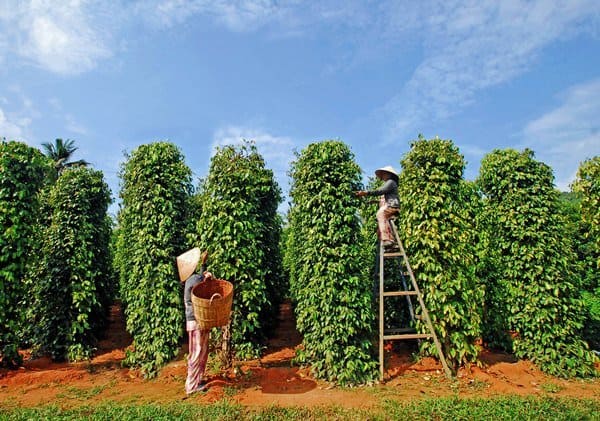 Vườn tiêu Nam Đảo